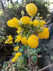 Calceolaria integrifolia