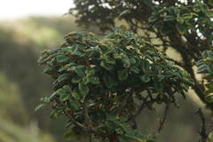 Metrosideros rugosa