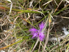 Dianthus pygmaeus