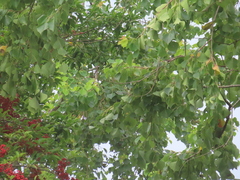 Zosterops simplex simplex