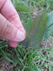 Phyllocnistis citrella