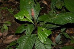 Palicourea subspicata