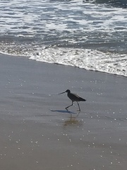 Limosa fedoa