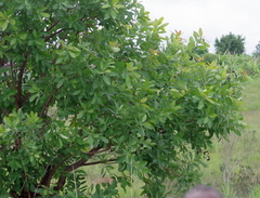 Terminalia brachystemma