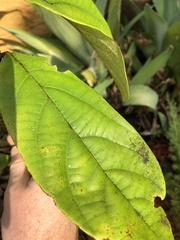 Neolitsea dealbata