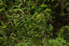 Heliocarpus americanus