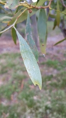 Acacia verniciflua