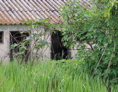 Tithonia diversifolia