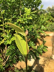 Neolitsea dealbata