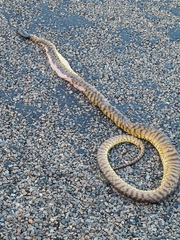 Aspidites melanocephalus