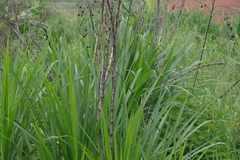 Cenchrus purpureus