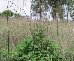 Tithonia diversifolia