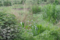Cenchrus purpureus