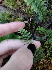 Adenophorus tamariscinus