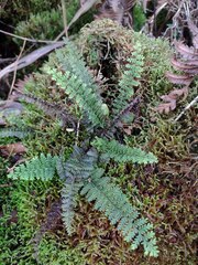 Adenophorus tamariscinus