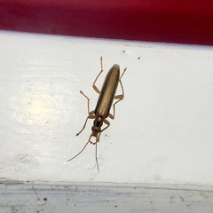 Thelyphassa lineata