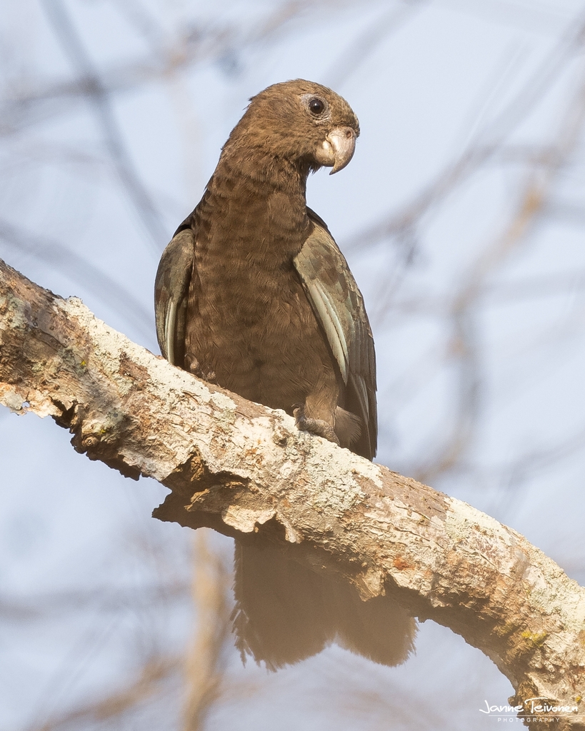 Lesser Vasa Parrot