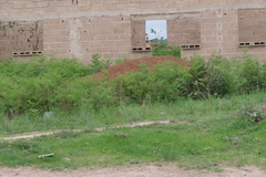 Pteridium centrali-africanum