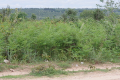 Pteridium centrali-africanum