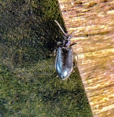 Lagriinae