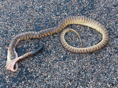 Aspidites melanocephalus