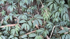 Elatostema cyrtandrifolium