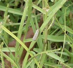 Utetheisa pulchelloides