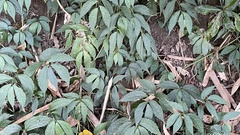 Elatostema cyrtandrifolium