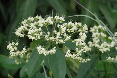Clerodendrum formicarum