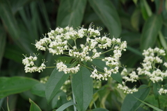 Clerodendrum formicarum