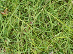 Utetheisa pulchelloides