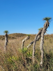 Yucca treculiana