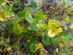 Muehlenbeckia adpressa