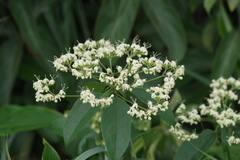Clerodendrum formicarum