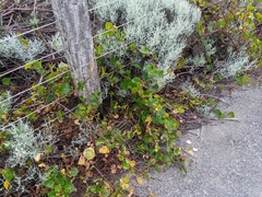 Muehlenbeckia adpressa