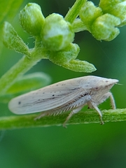 Prairiana