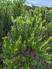 Ozothamnus turbinatus
