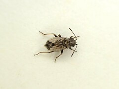 Lygaeoidea