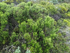Ozothamnus turbinatus