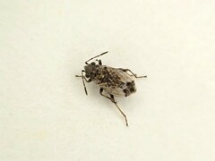 Lygaeoidea
