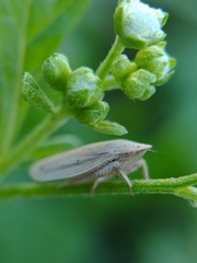 Prairiana