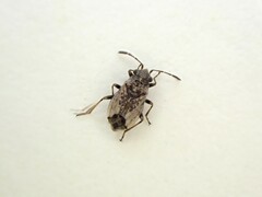 Lygaeoidea