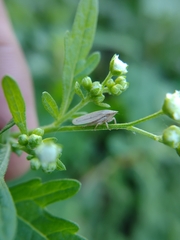 Prairiana