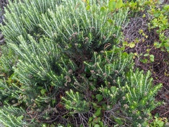 Ozothamnus turbinatus