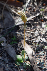 Pterostylis ophioglossa