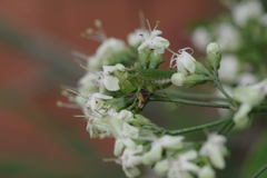 Clerodendrum formicarum