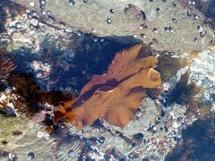 Sarcothalia crispata