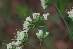 Clerodendrum formicarum