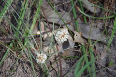 Lomandra leucocephala