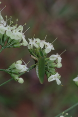 Clerodendrum formicarum